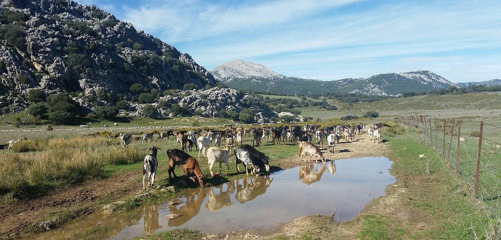 At the water hole