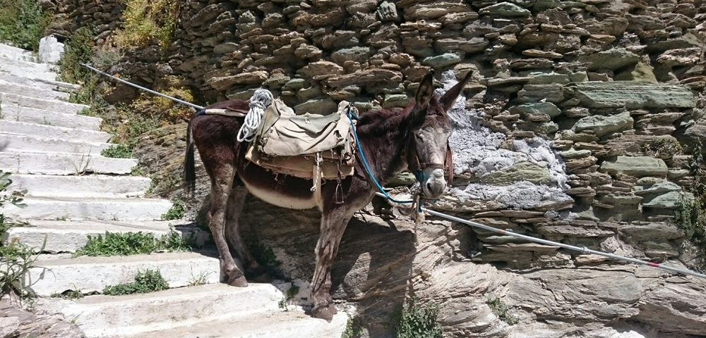 Kochilou village donkey