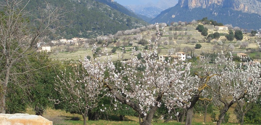Alaro landscape in blossom