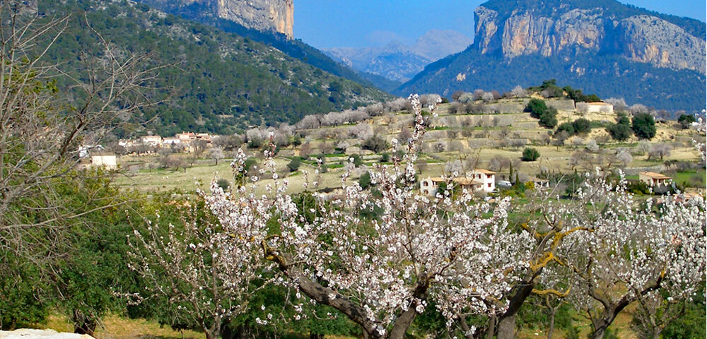 Alaro landscape in blossom