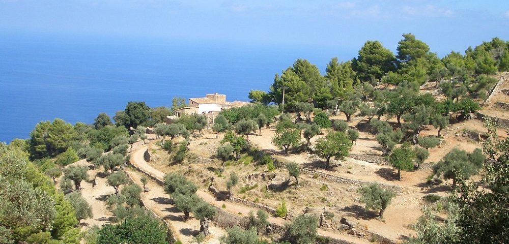 Terraces above Banyalbufar