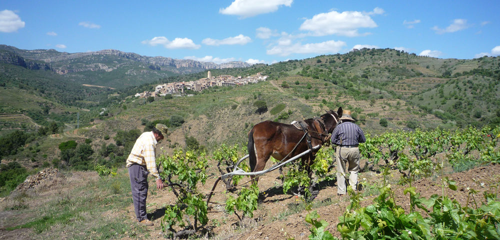 Tending the vines near La Vilella Alta