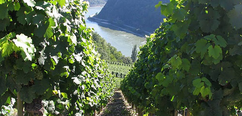Vineyards on the slopes of the Rhine