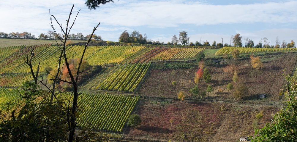 Vineyards in Autumn