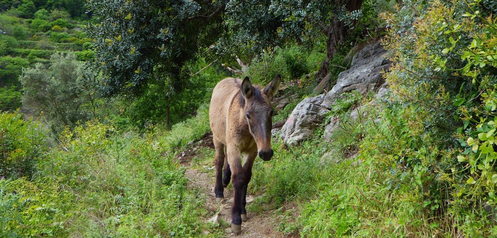 Amalfi mule