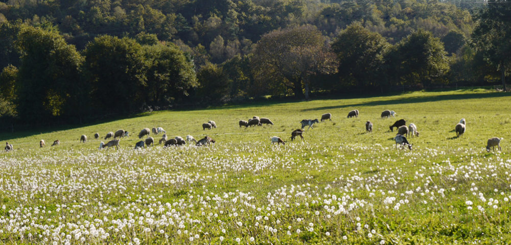 Grazing in the meadow