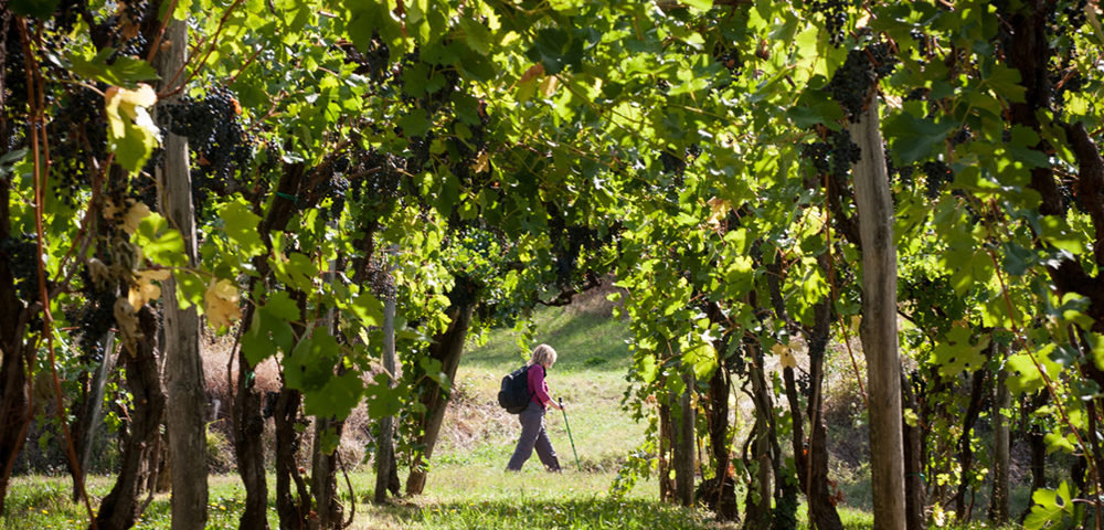 Vineyard (Margaret Soraya Photography)