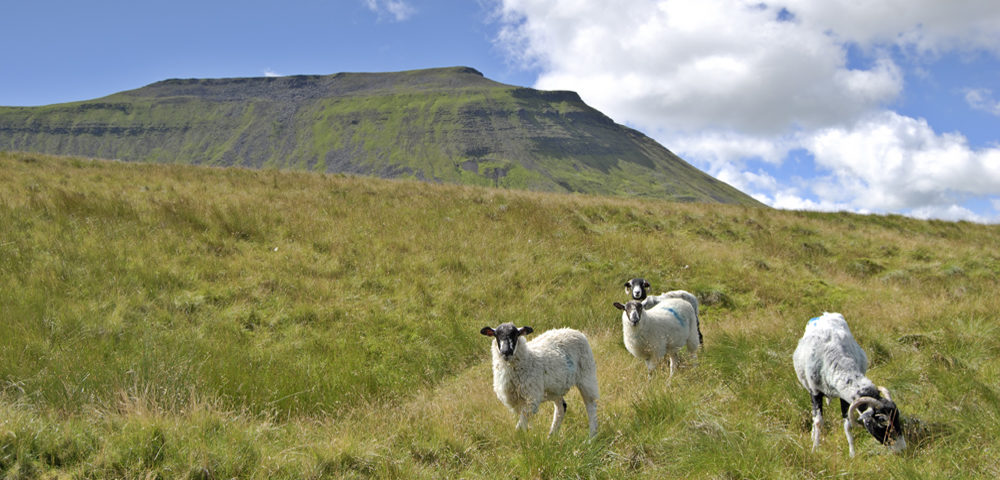 Curious sheep on the slopes below Ingleborough