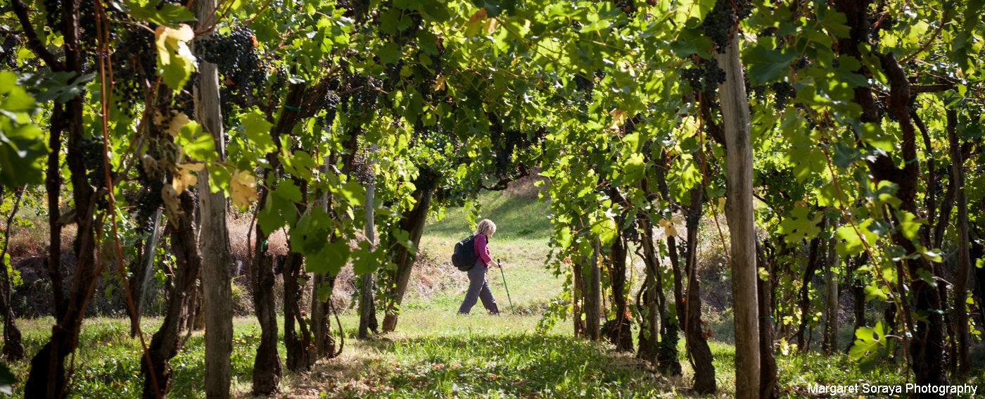 Meadows, woodland and vineyards of Slovenia