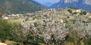 Mallorca – backdrop to ‘The Mallorca Files’ Mallorca – backdrop to ‘The Mallorca Files’