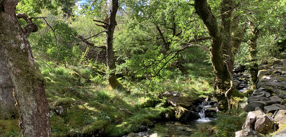 Streams tumble through ancient woodland