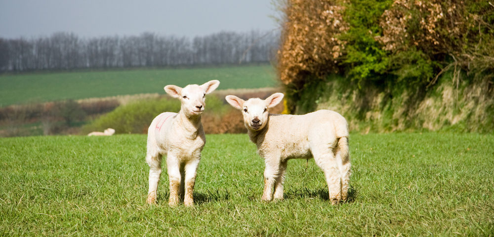 Spring lambs (photo: P Simnett)