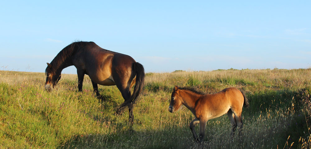 Exmoor ponies