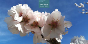Mallorcan blossom and almond cake! Mallorcan blossom and almond cake!