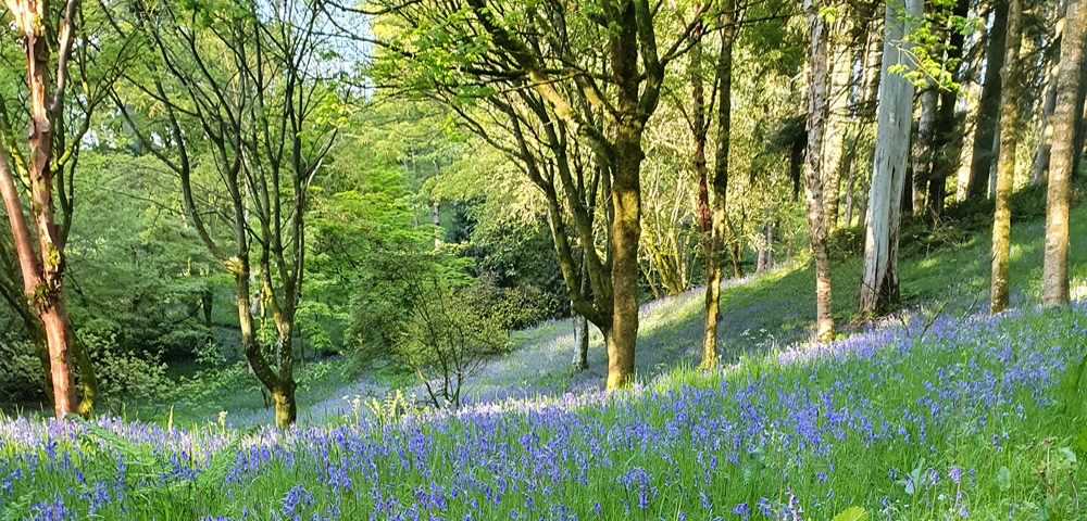 Glorious bluebells in Park Wood