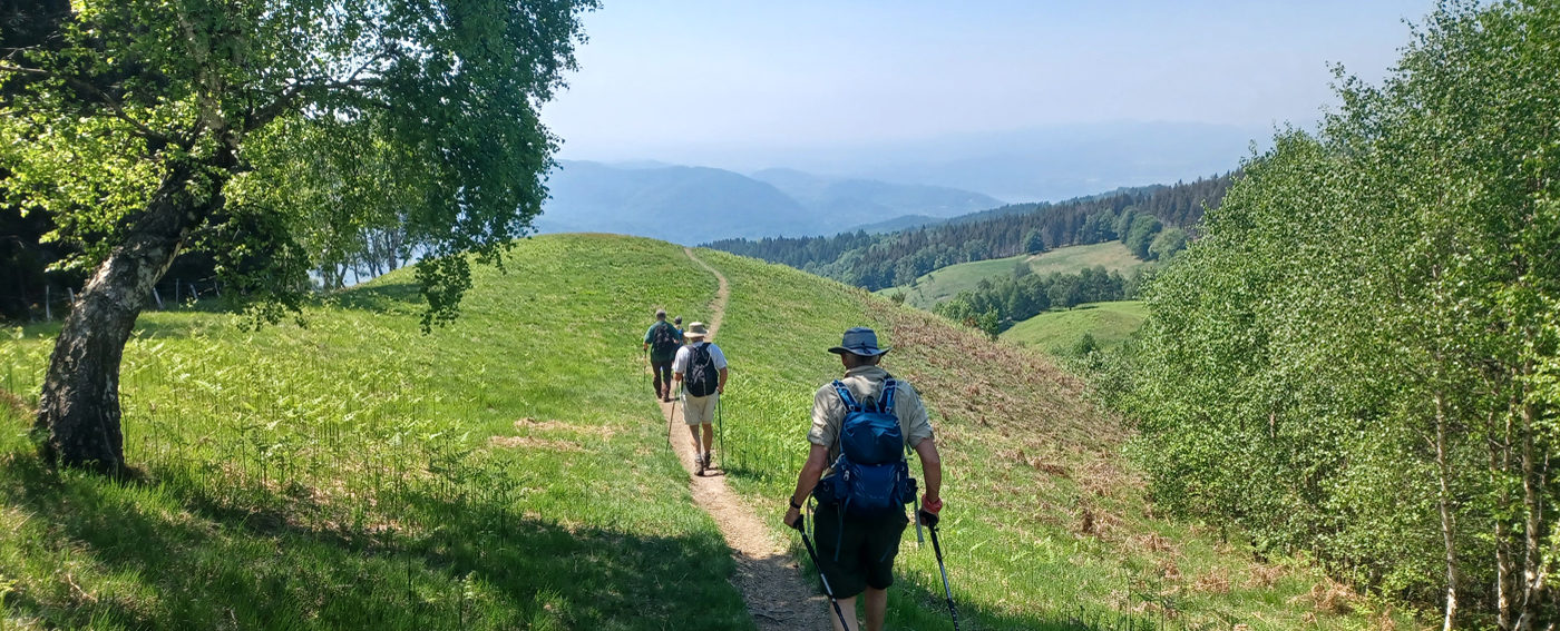 Descending through mountain meadows