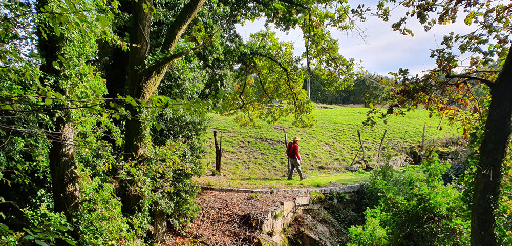 Gentle walking through green pastures