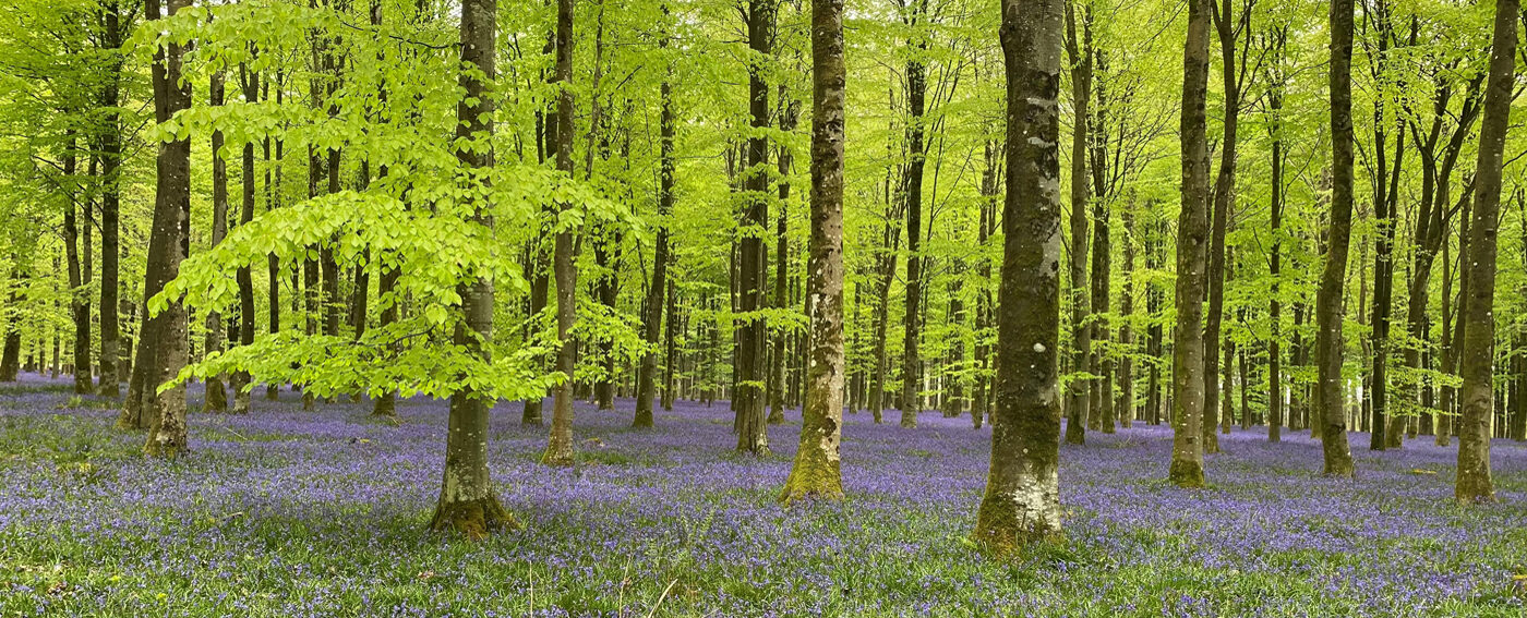 Bluebells and butterflies