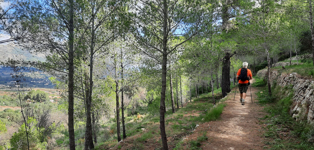 Dappled shade