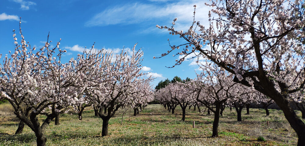 Almond blossom in February