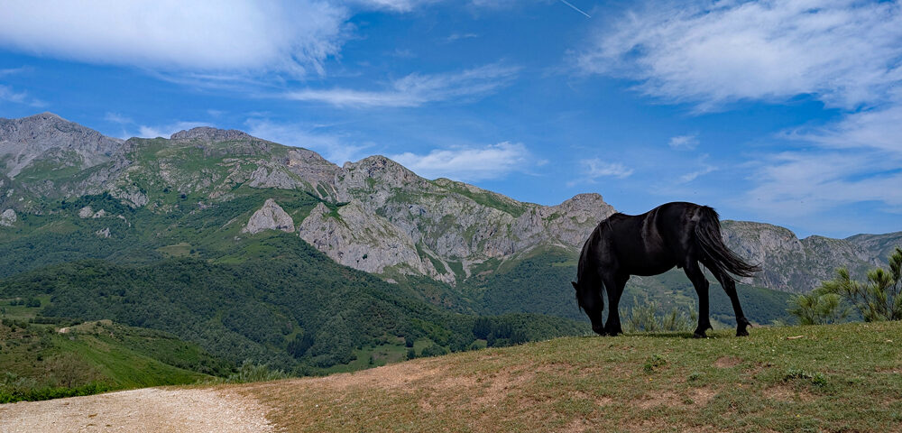 Wild horses roam the mountain pastures
