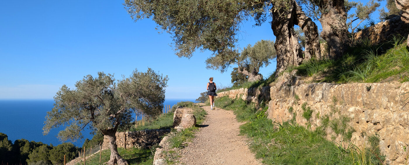 Olive groves and dramatic sea views