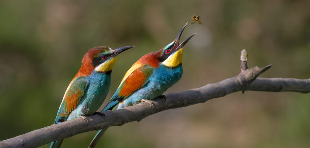 Watch out for colourful bee-eaters along the river banks 